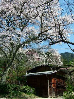妻籠宿の桜