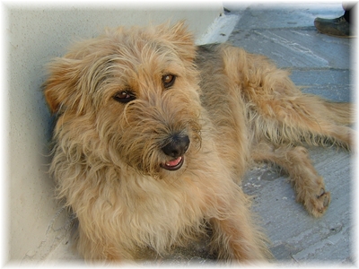 ウィンディキシー