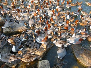 深山公園･オナガガモ