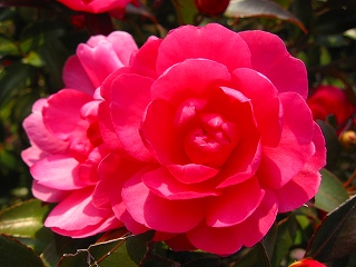 深山公園･サザンカの花