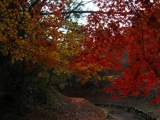 深山公園･紅葉