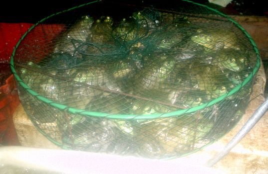 、、田鶏、、、、(/_;)、、。