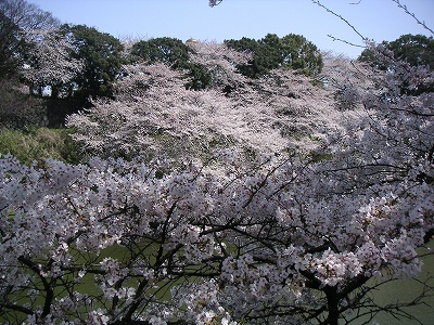 千鳥が淵２