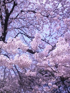 20080328ShinjukuGyoen