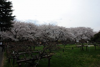 20080329KoishikawaBotanicalGarden