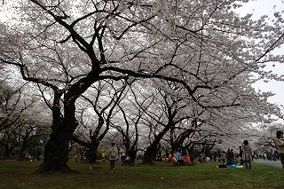 20080329KoishikawaBotanicalGarden2