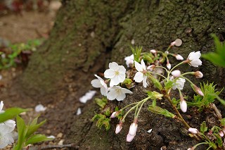 20080329BlossomFromTree