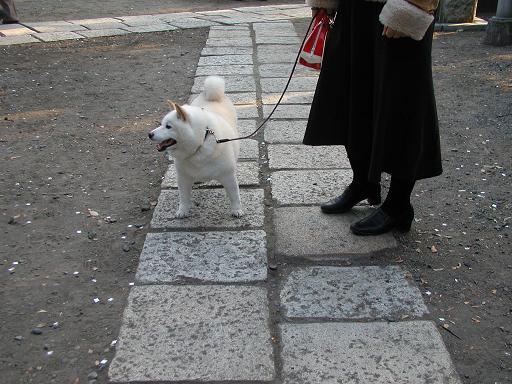 おみくじ