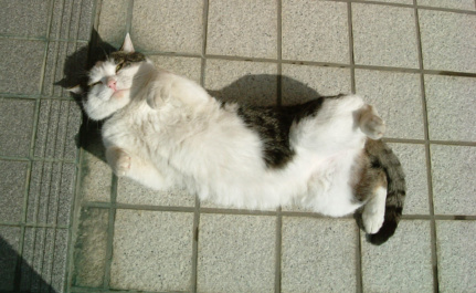 bosuko05.jpg