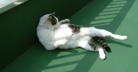 bosuko08.jpg