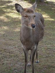 鹿さん