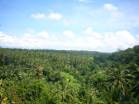 ubud17.jpg