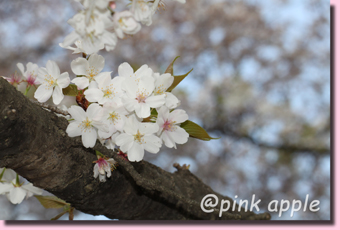 葉桜.JPG