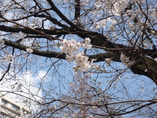 桜の写真 002.jpg