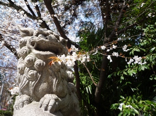 神社のこま犬　桜