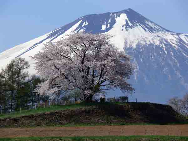 ２２年度為内の一本桜1