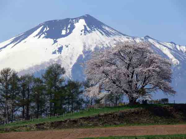 ２２年度為内の一本桜2