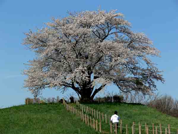 ２２年度為内の一本桜3