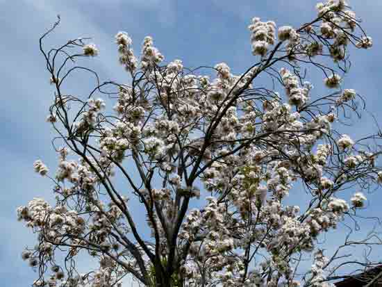 天の川桜1