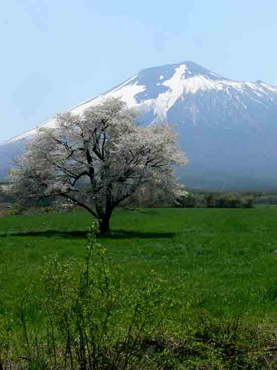 上坊の一本桜1