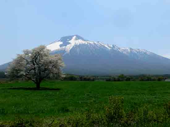 上坊の一本桜2