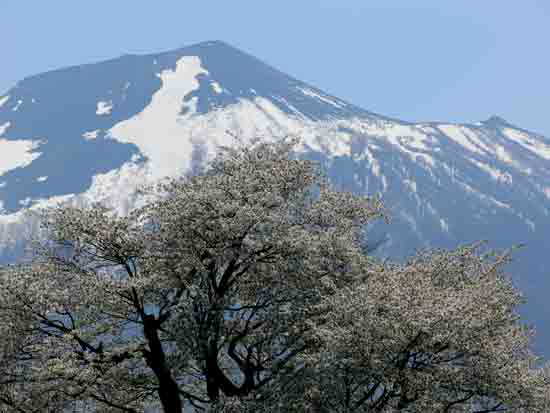 上坊の一本桜