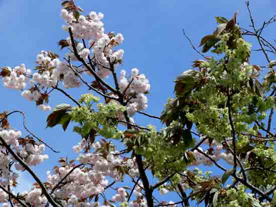 ５月１６日御衣黄桜3