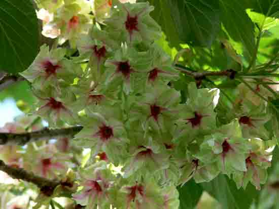 ５月２１日御衣黄桜2