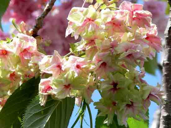 ５月２１日御衣黄桜3