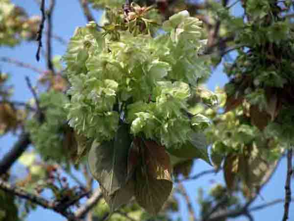 5月15日御衣黄桜2