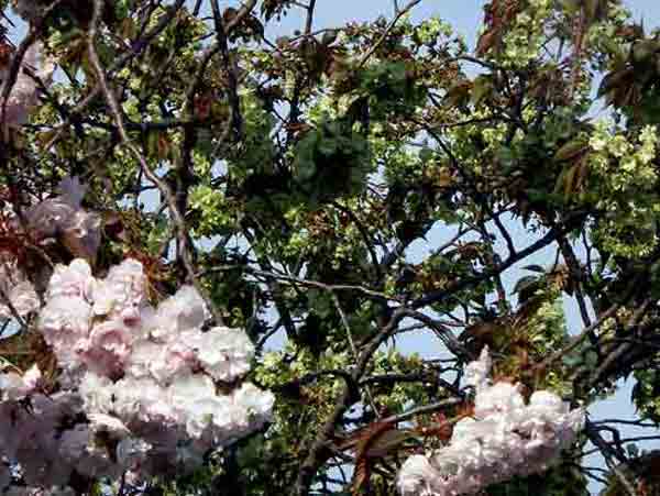 5月15日御衣黄桜3