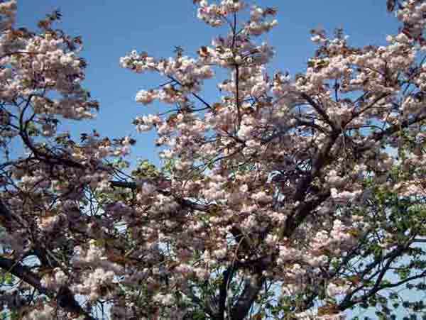 5月15日普賢象桜1