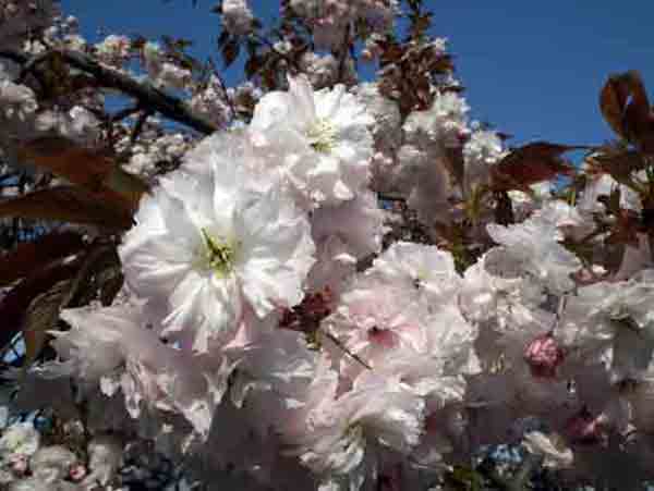 5月15日普賢象桜2