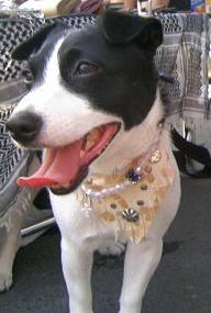 シンババンダナ