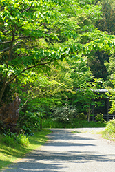 Makino Botanical Garden