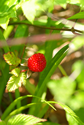 Makino Botanical Garden