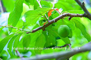 Makino Botanical Garden