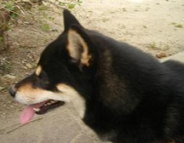 ヤンヤンうつろ