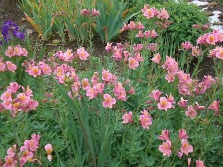 群生アルストロメリア