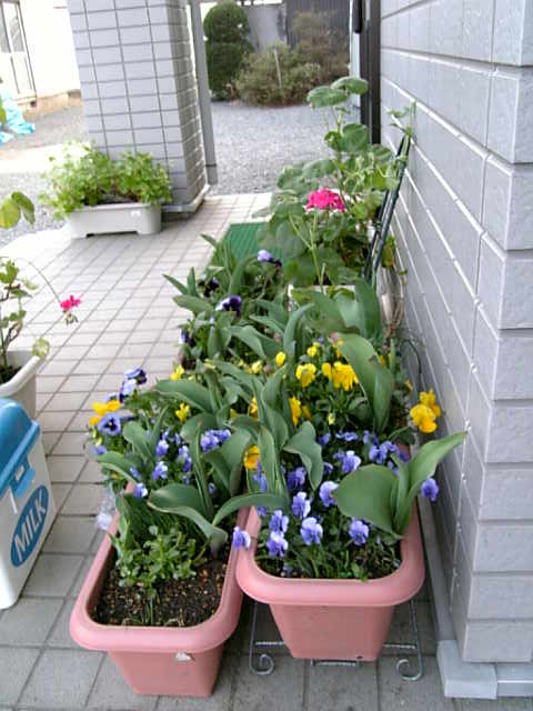 玄関の花たち