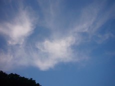 ちんじゅの森の空