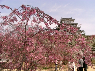 RIMG0130.jpg