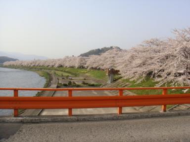 桜満開100514