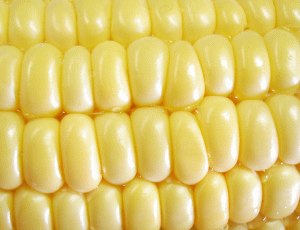 corn2.gif