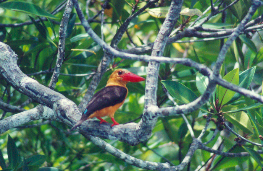 チャバネコウハシショウビン！
