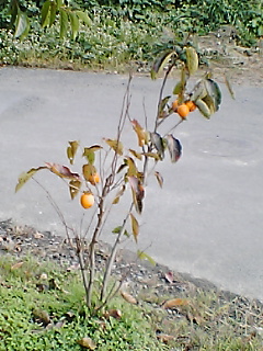 小さい柿の木