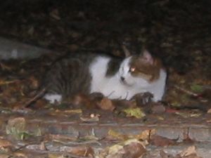 cat.jpg
