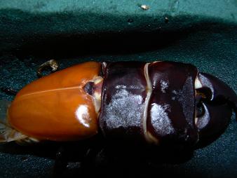 羽収まらず？？？