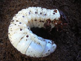 DHH 145 グアド　３令幼虫