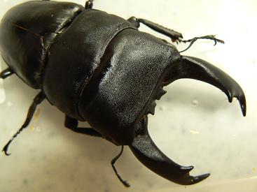 テイオウ９６ｍｍ２